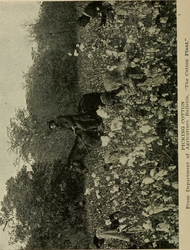 An illustration from Textiles and clothing, 1907, leaf 33