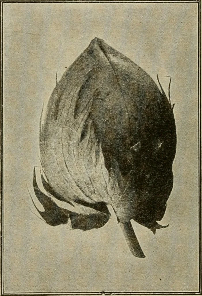 An illustration from Textiles and clothing, 1907, leaf 37