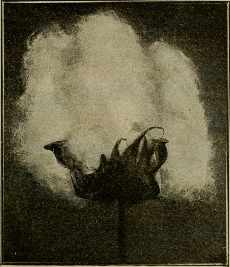 An illustration from Textiles and clothing, 1907, leaf 38