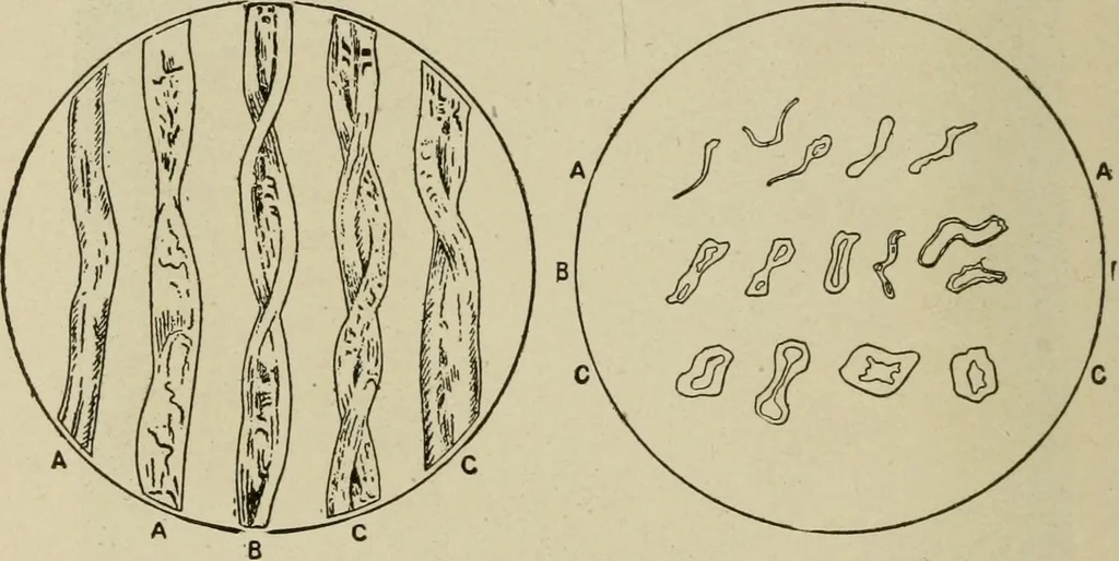An illustration from Textiles and clothing, 1907, leaf 39