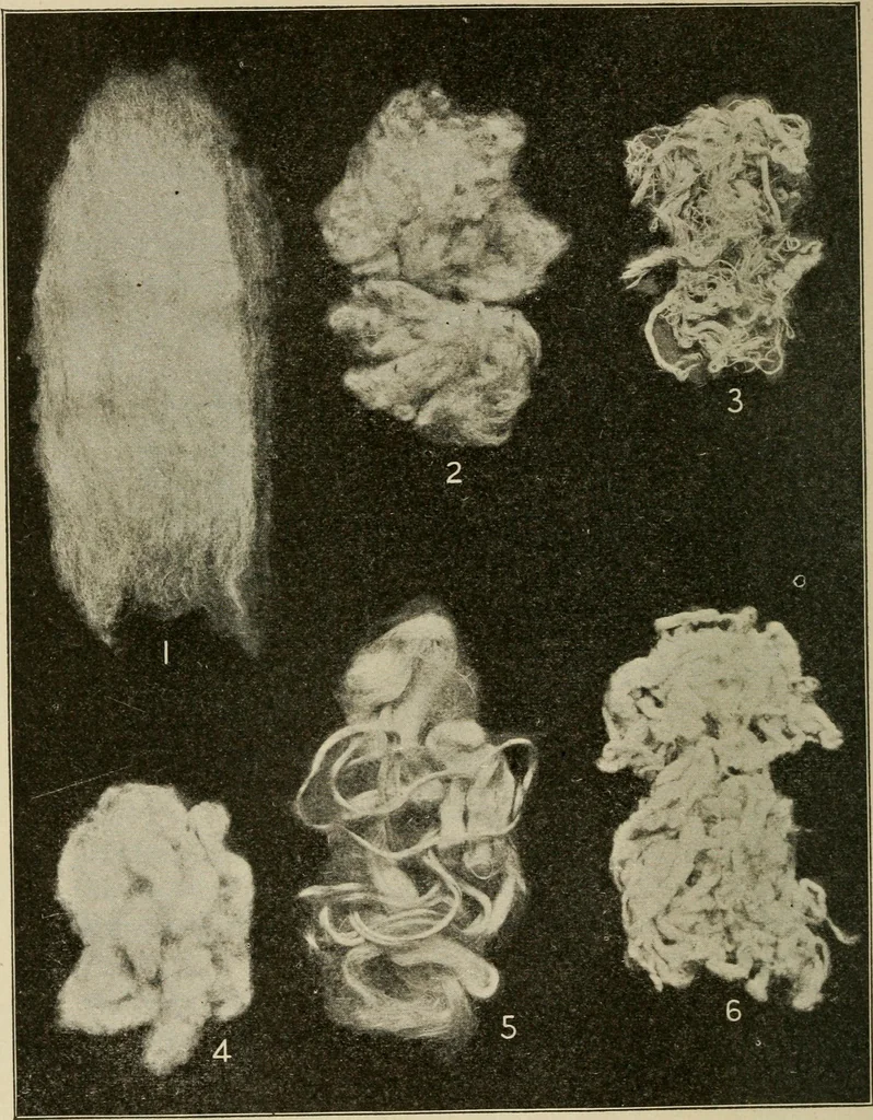 An illustration from Textiles and clothing, 1907, leaf 41