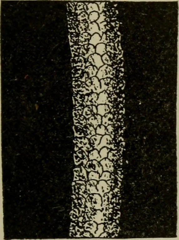 An illustration from Textiles and clothing, 1907, leaf 42