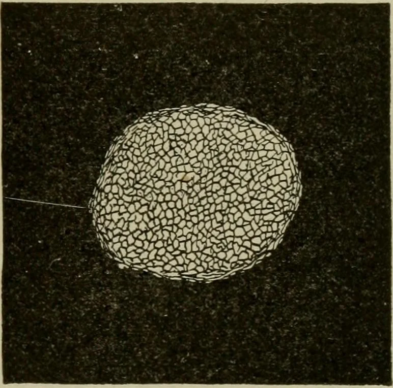 An illustration from Textiles and clothing, 1907, leaf 42
