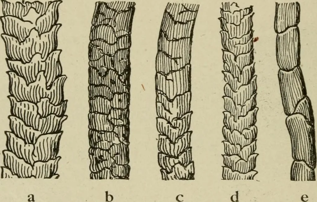 An illustration from Textiles and clothing, 1907, leaf 45