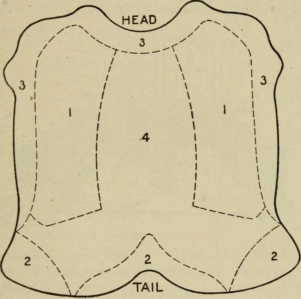 An illustration from Textiles and clothing, 1907, leaf 46