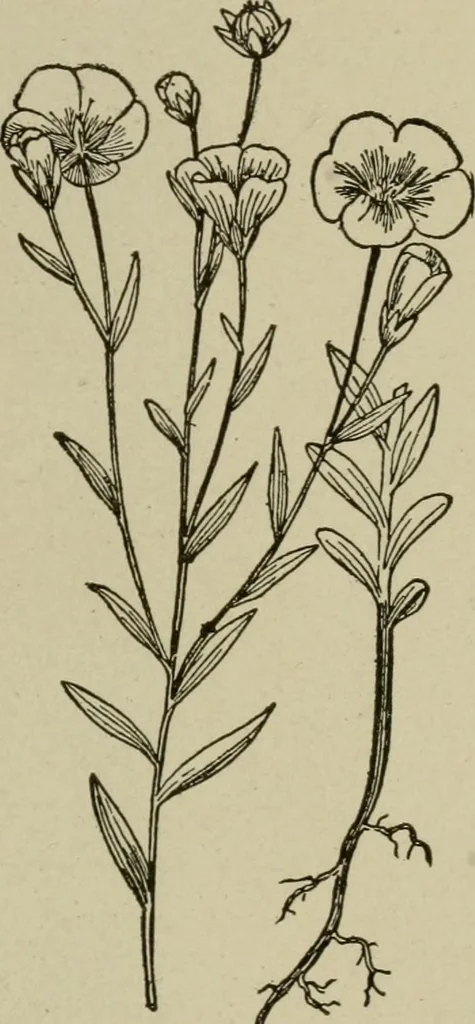 An illustration from Textiles and clothing, 1907, leaf 48