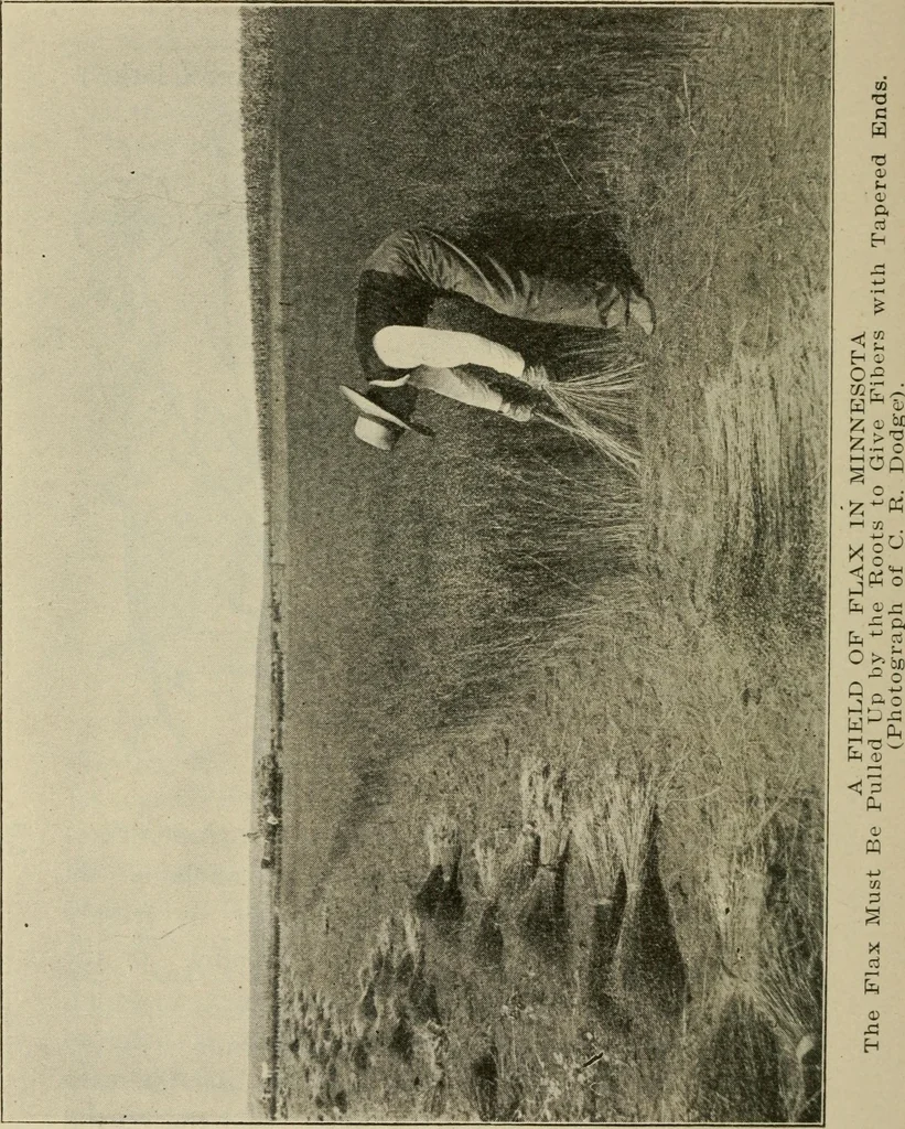 An illustration from Textiles and clothing, 1907, leaf 49