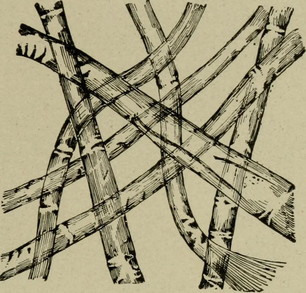 An illustration from Textiles and clothing, 1907, leaf 52