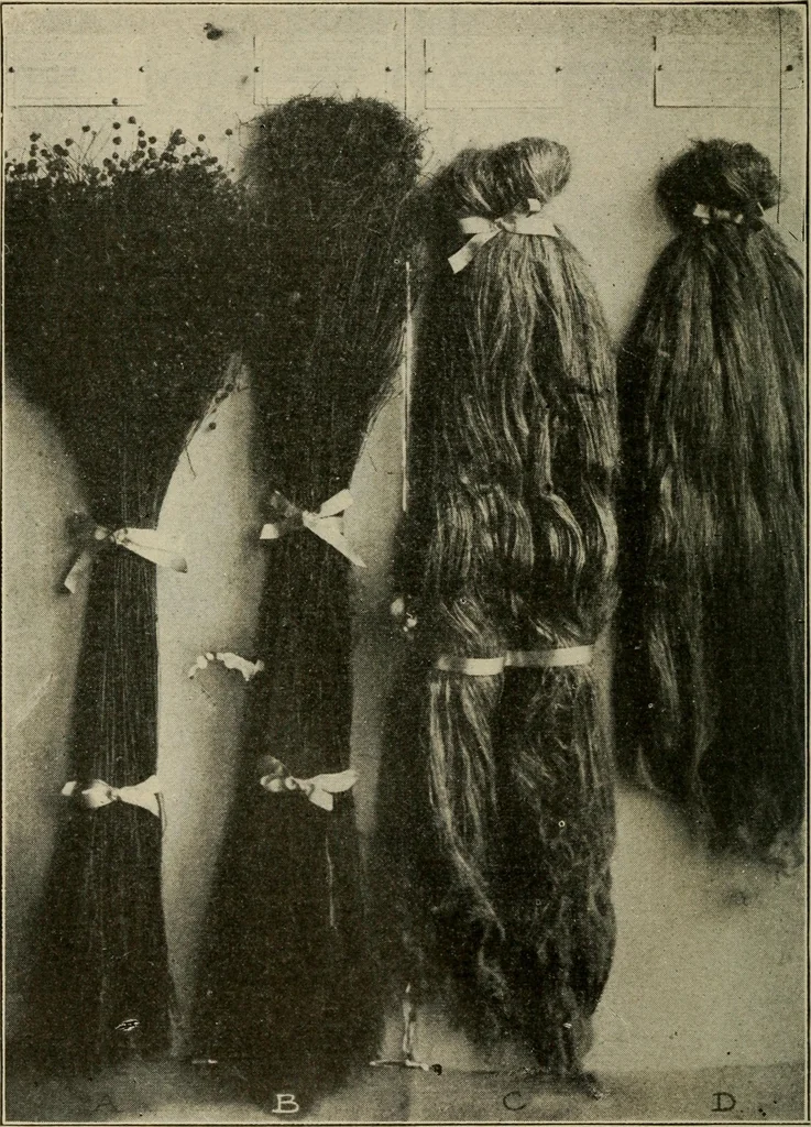 An illustration from Textiles and clothing, 1907, leaf 53