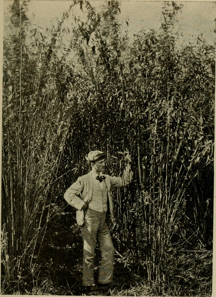 An illustration from Textiles and clothing, 1907, leaf 56