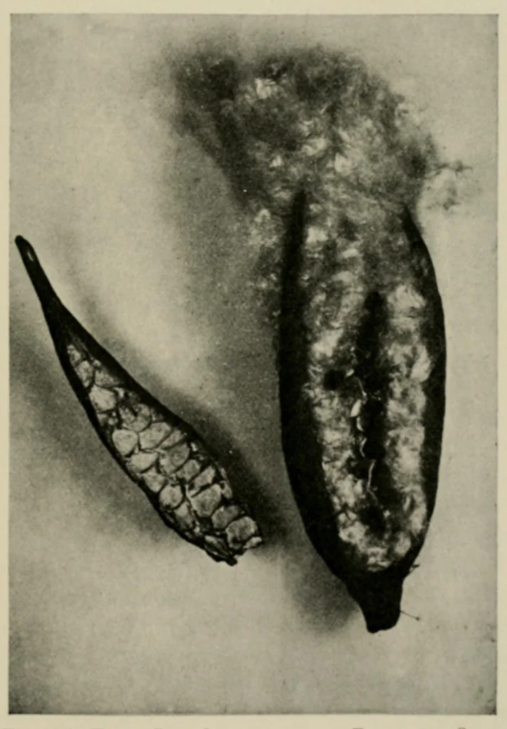 An illustration from Textiles; a handbook for the student and the consumer, 1926, leaf 369