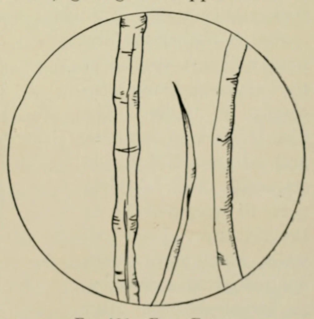 An illustration from Textiles; a handbook for the student and the consumer, 1926, leaf 395