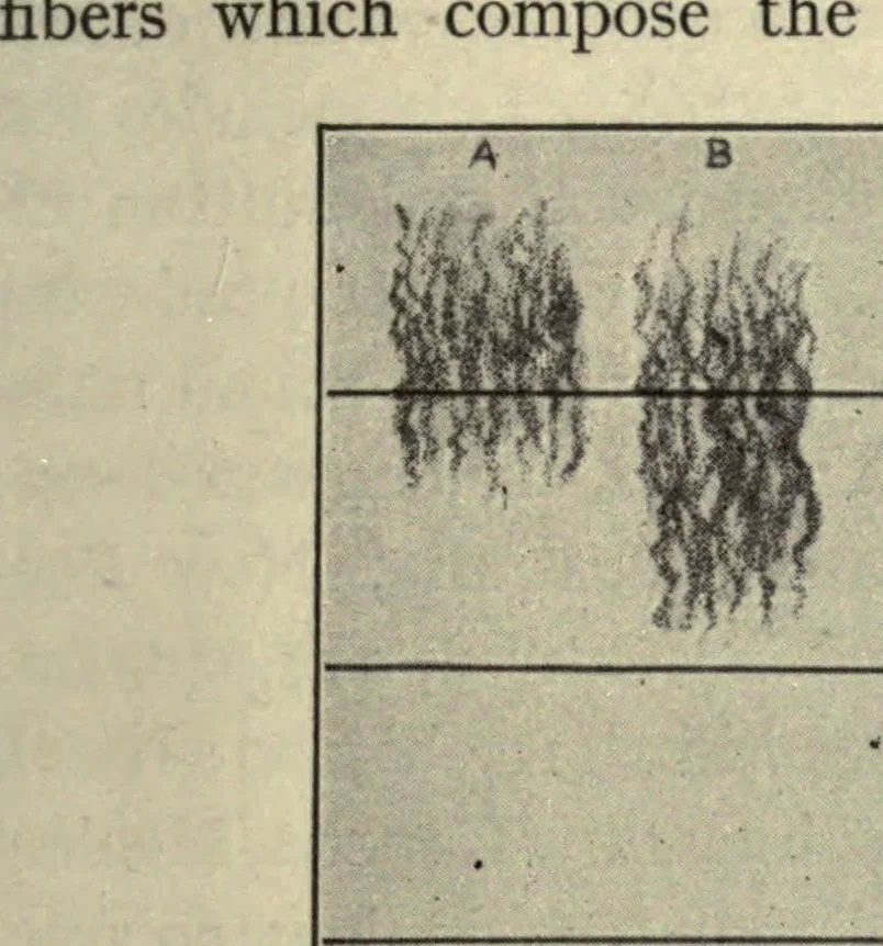 An illustration from Textiles; a handbook for the student and the consumer, 1913, leaf 119