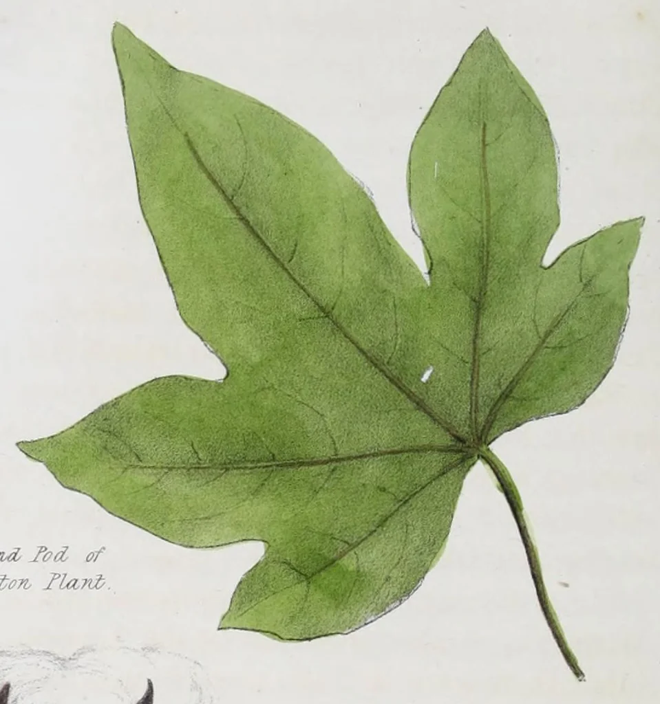 An illustration from Textrinum antiquorum : an account of the art of weaving among the ancients ..., 1843, leaf 374