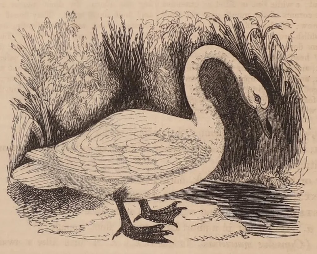 An illustration from The Field Book, 1833, 1833, leaf 529