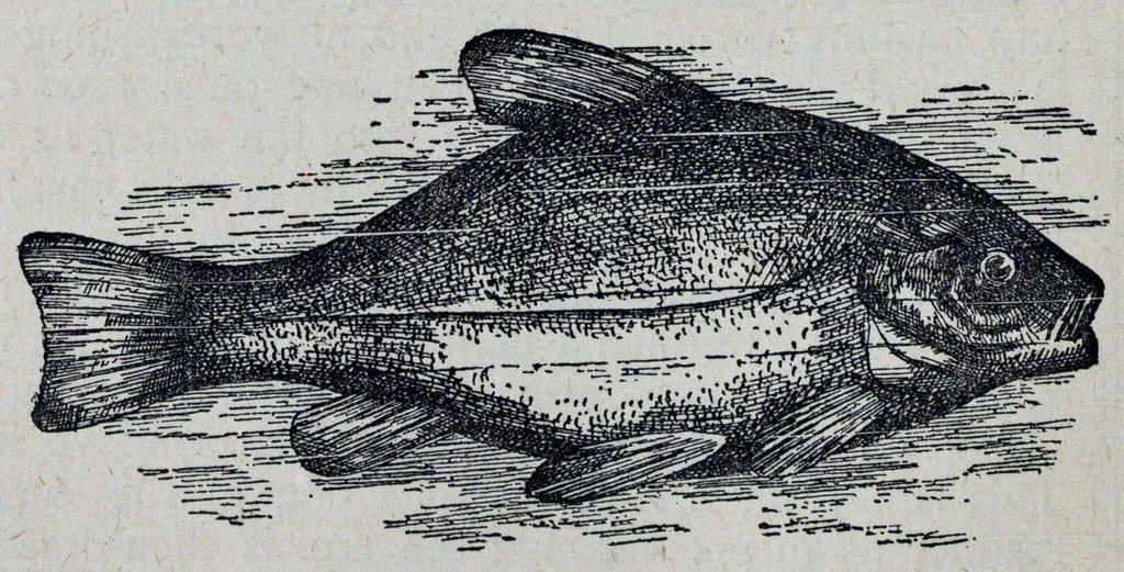 An illustration from The Boys’ book of manly exercises, sports, and games., 1881, leaf 323