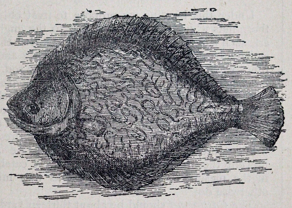 An illustration from The Boys’ book of manly exercises, sports, and games., 1881, leaf 342