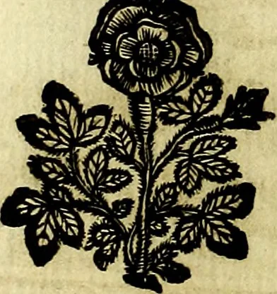 An illustration from Theatrum omium Scientiarum, sive Apparatus, quo exceptus fuit Excmus. Princeps D. Innicus de Guevara et Tassis Comes de Oñate, et Villamediana, etc., & etc., ac Neapolitani Regni prorex sapientissimus in Neapolitana Academia in Instauratione Studiorum anni 1649, etc, 1650, leaf 105