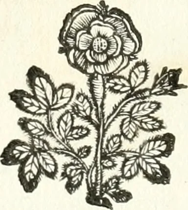An illustration from Theatrvm omnivm scientiarvm, sive, Apparatvs qvo exceptvs fvit exc.mvs princeps d. Innicvs de Gvevara et Tassis, comes de Oñate & Villamediana, &c. ac Neapolitani regni prorex sapientissimvs, in Neapolitana academia in instavratione stvdiorvm anni MDCXLIX : cvm post sedatos Neapolitani regni tvmvltvs tanto principe avspice neapolitana Pallas armorvm tvrbine pene abrvta capvt erexit, 1650, leaf 51