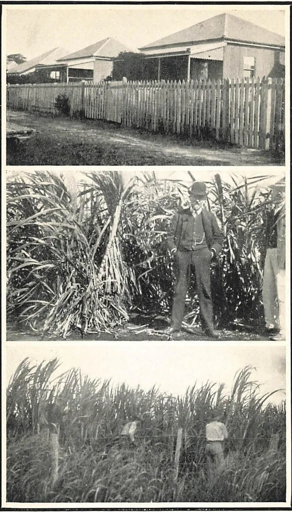 An illustration from The menace of colour; a study of the difficulties due to the association of white & coloured races, with an account of measures proposed for their solution, & special reference to white colonization in the tropics,, 1925, leaf 158