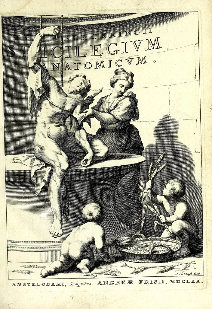 An illustration from Theodori Kerckringii doctoris medici spicilegium anatomicum : continens observationum anatomicarum rariorum centuriam unam : nec non osteogeniam foetuum : in qua quid cuique ossiculo singulis accedat mensibus : quidve decedat & in eo per varia immutetur tempora, accuratissimè oculis subjicitur, 1670, leaf 11