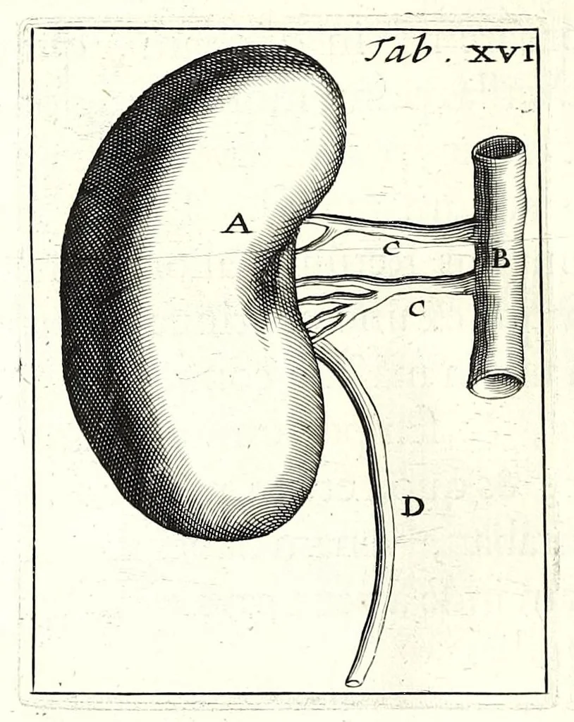 An illustration from Theodori Kerckringii doctoris medici spicilegium anatomicum : continens observationum anatomicarum rariorum centuriam unam : nec non osteogeniam foetuum : in qua quid cuique ossiculo singulis accedat mensibus : quidve decedat & in eo per varia immutetur tempora, accuratissimè oculis subjicitur, 1670, leaf 142