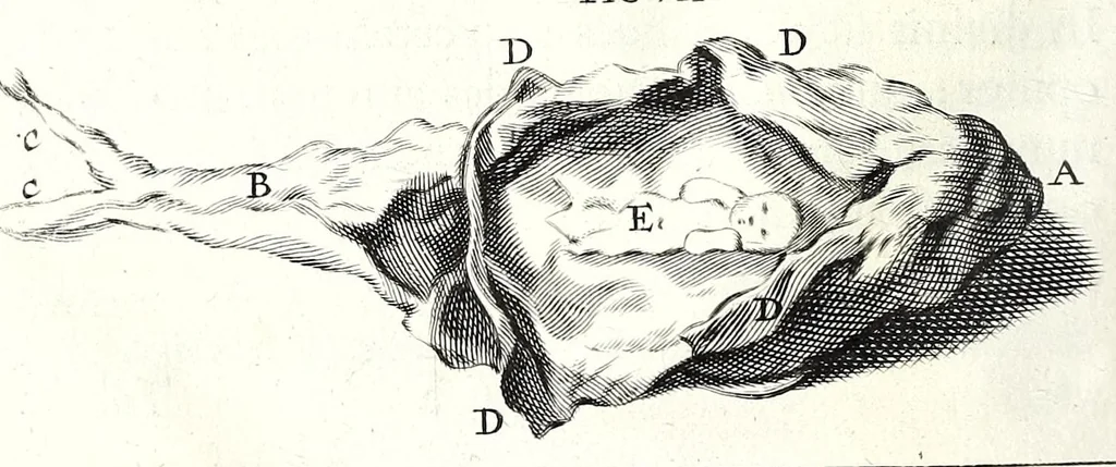 An illustration from Theodori Kerckringii doctoris medici spicilegium anatomicum : continens observationum anatomicarum rariorum centuriam unam : nec non osteogeniam foetuum : in qua quid cuique ossiculo singulis accedat mensibus : quidve decedat & in eo per varia immutetur tempora, accuratissimè oculis subjicitur, 1670, leaf 222