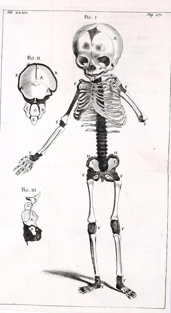 An illustration from Theodori Kerckringii doctoris medici spicilegium anatomicum : continens observationum anatomicarum rariorum centuriam unam : nec non osteogeniam foetuum : in qua quid cuique ossiculo singulis accedat mensibus : quidve decedat & in eo per varia immutetur tempora, accuratissimè oculis subjicitur, 1670, leaf 316