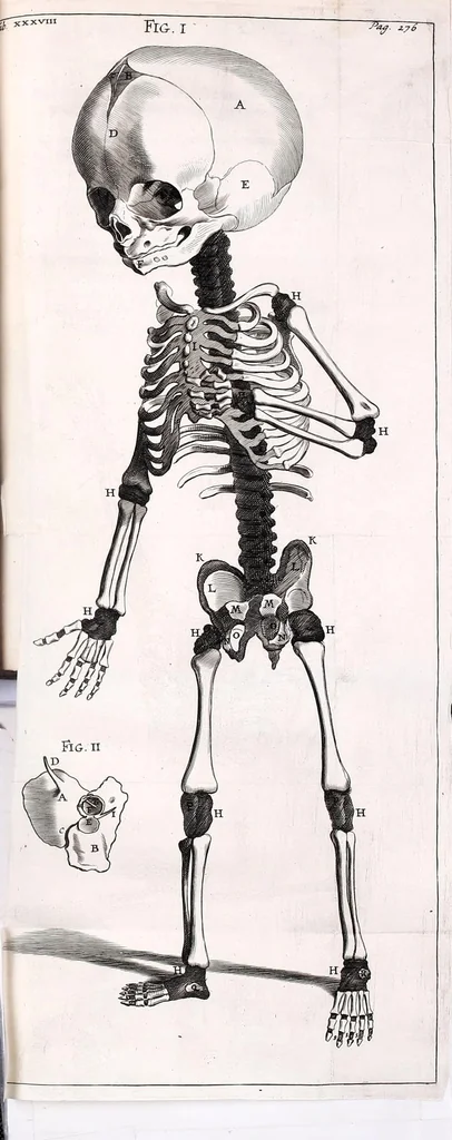 An illustration from Theodori Kerckringii doctoris medici spicilegium anatomicum : continens observationum anatomicarum rariorum centuriam unam : nec non osteogeniam foetuum : in qua quid cuique ossiculo singulis accedat mensibus : quidve decedat & in eo per varia immutetur tempora, accuratissimè oculis subjicitur, 1670, leaf 325