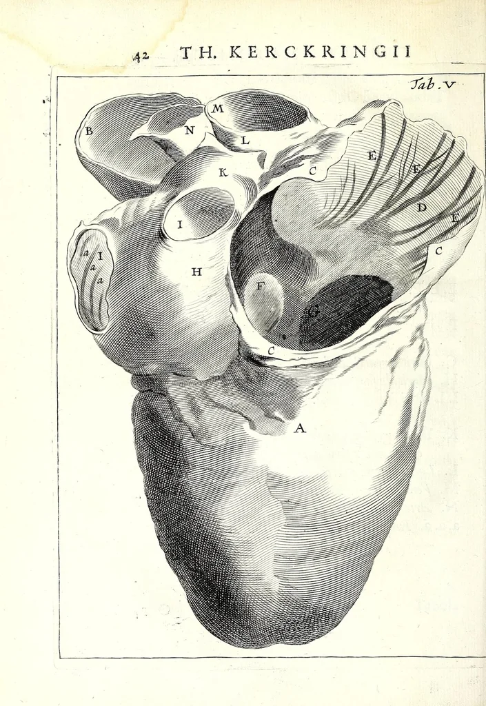 An illustration from Theodori Kerckringii doctoris medici spicilegium anatomicum : continens observationum anatomicarum rariorum centuriam unam : nec non osteogeniam foetuum : in qua quid cuique ossiculo singulis accedat mensibus : quidve decedat & in eo per varia immutetur tempora, accuratissimè oculis subjicitur, 1670, leaf 78