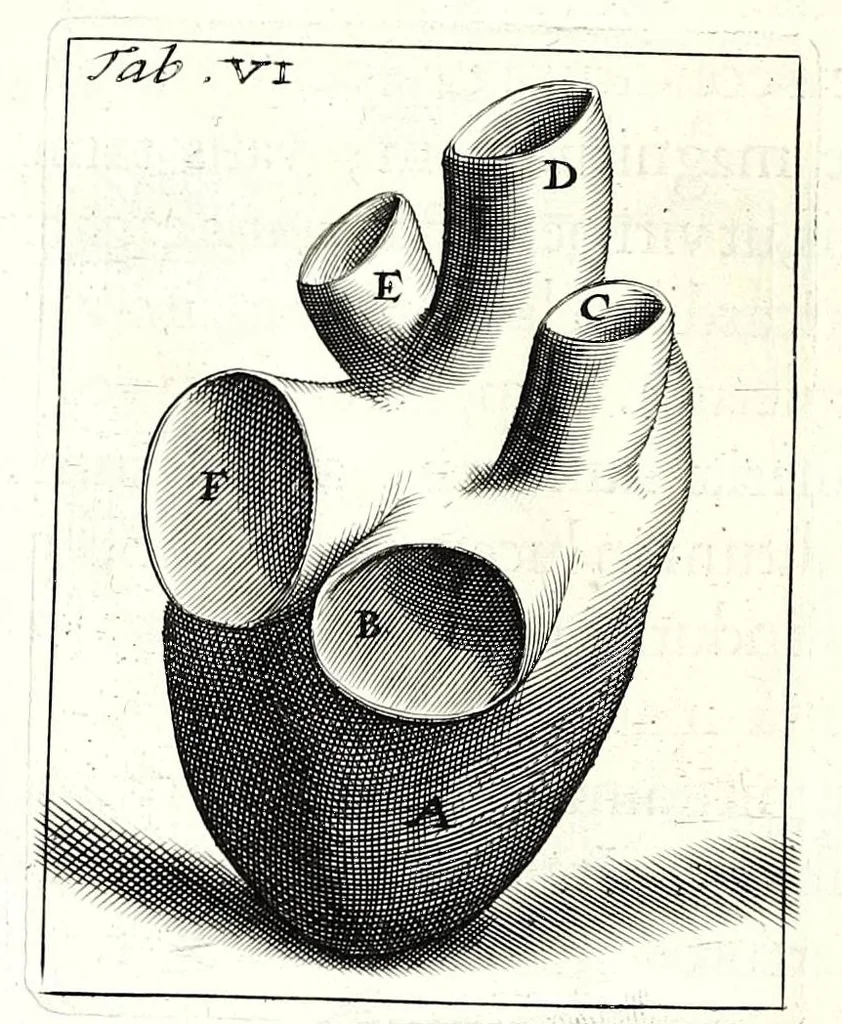 An illustration from Theodori Kerckringii doctoris medici spicilegium anatomicum : continens observationum anatomicarum rariorum centuriam unam : nec non osteogeniam foetuum : in qua quid cuique ossiculo singulis accedat mensibus : quidve decedat & in eo per varia immutetur tempora, accuratissimè oculis subjicitur, 1670, leaf 80