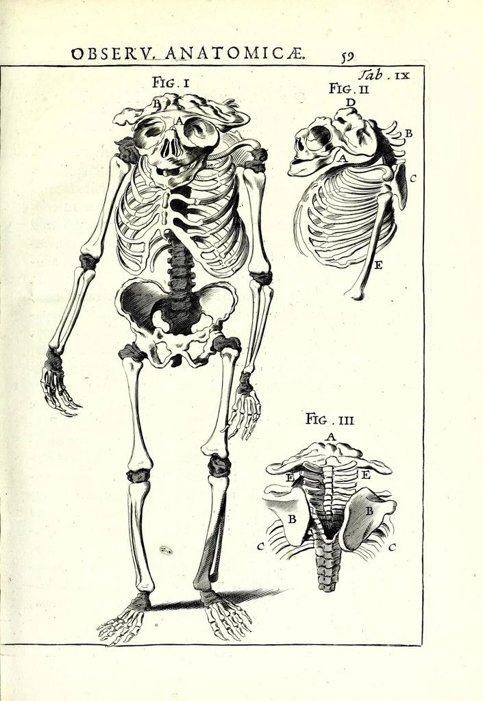 An illustration from Theodori Kerckringii doctoris medici spicilegium anatomicum : continens observationum anatomicarum rariorum centuriam unam : nec non osteogeniam foetuum : in qua quid cuique ossiculo singulis accedat mensibus : quidve decedat & in eo per varia immutetur tempora, accuratissimè oculis subjicitur, 1670, leaf 95