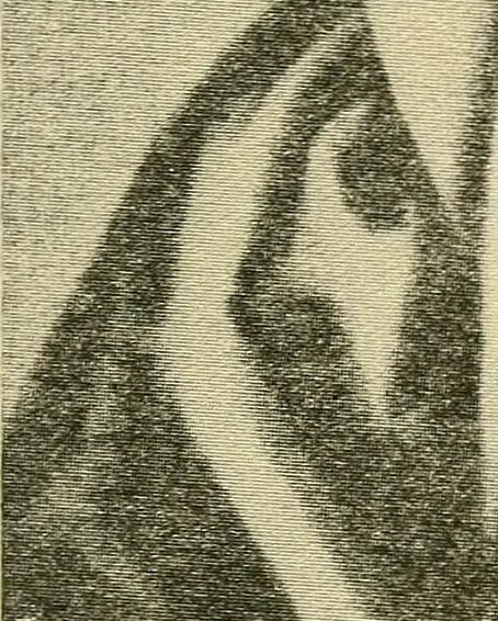 An illustration from Theophrastus Bombastus von Hohenheim called Paracelsus; his personality and influence as physician, chemist and reformer, 1920, leaf 84