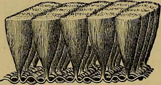 An illustration from The theory of color in its relation to art and art-industry, 1876, leaf 103