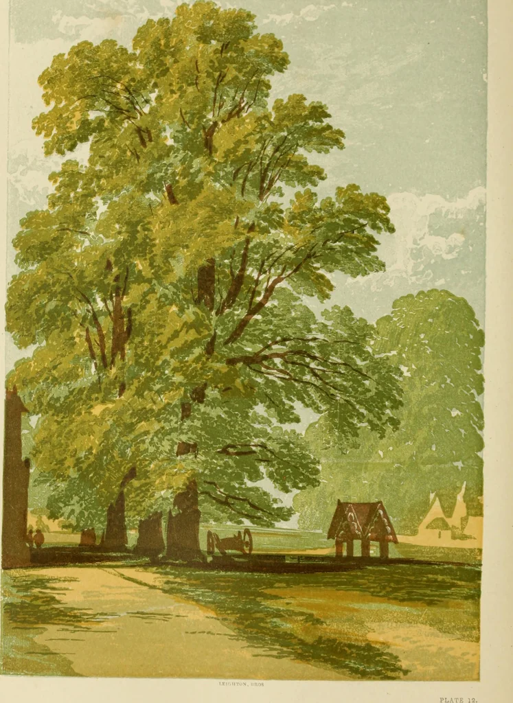 An illustration from The theory and practice of landscape painting in water-colours. Illustrated by a series of twenty-six drawings and diagrams in colours, and numerous woodcuts, 1871, leaf 199