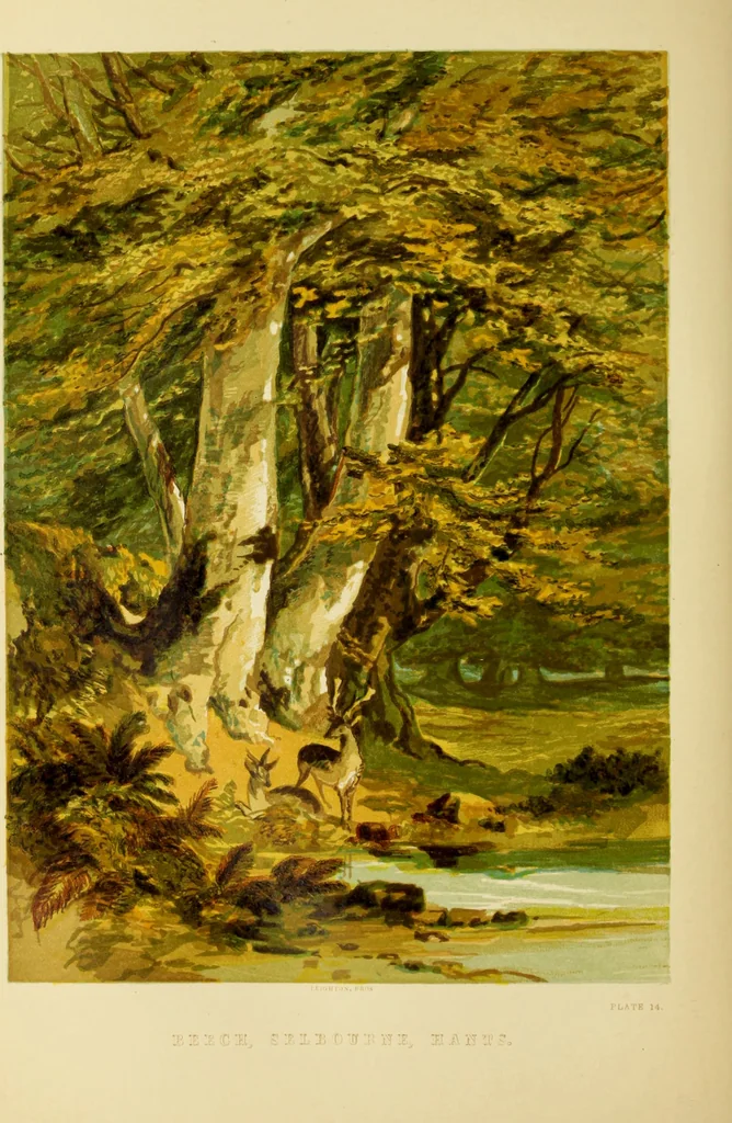 An illustration from The theory and practice of landscape painting in water-colours. Illustrated by a series of twenty-six drawings and diagrams in colours, and numerous woodcuts, 1871, leaf 211