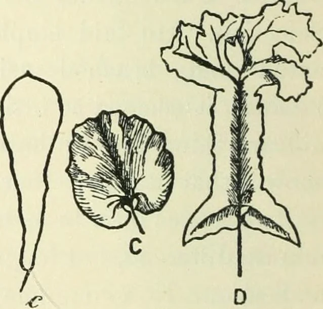 An illustration from Theosophy and modern thought : four lectures delivered at the thirty-ninth annual convention of the Theosophical Society, held at Adyar, Madras, December, 1914, 1915, leaf 19