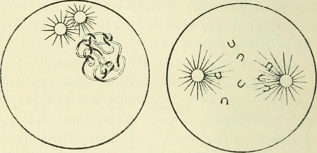 An illustration from Theosophy and modern thought : four lectures delivered at the thirty-ninth annual convention of the Theosophical Society, held at Adyar, Madras, December, 1914, 1915, leaf 23