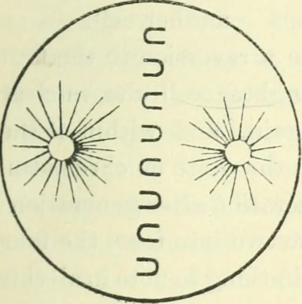 An illustration from Theosophy and modern thought : four lectures delivered at the thirty-ninth annual convention of the Theosophical Society, held at Adyar, Madras, December, 1914, 1915, leaf 24