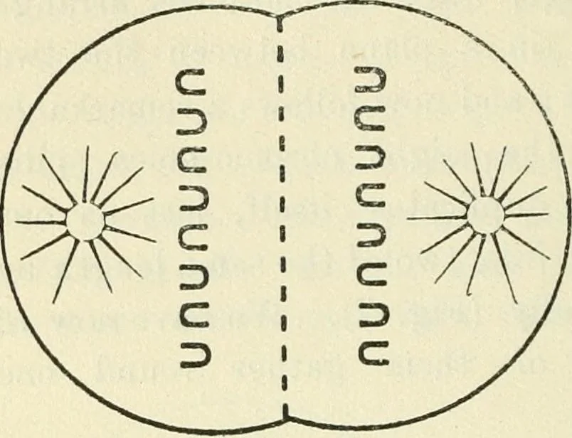 An illustration from Theosophy and modern thought : four lectures delivered at the thirty-ninth annual convention of the Theosophical Society, held at Adyar, Madras, December, 1914, 1915, leaf 25