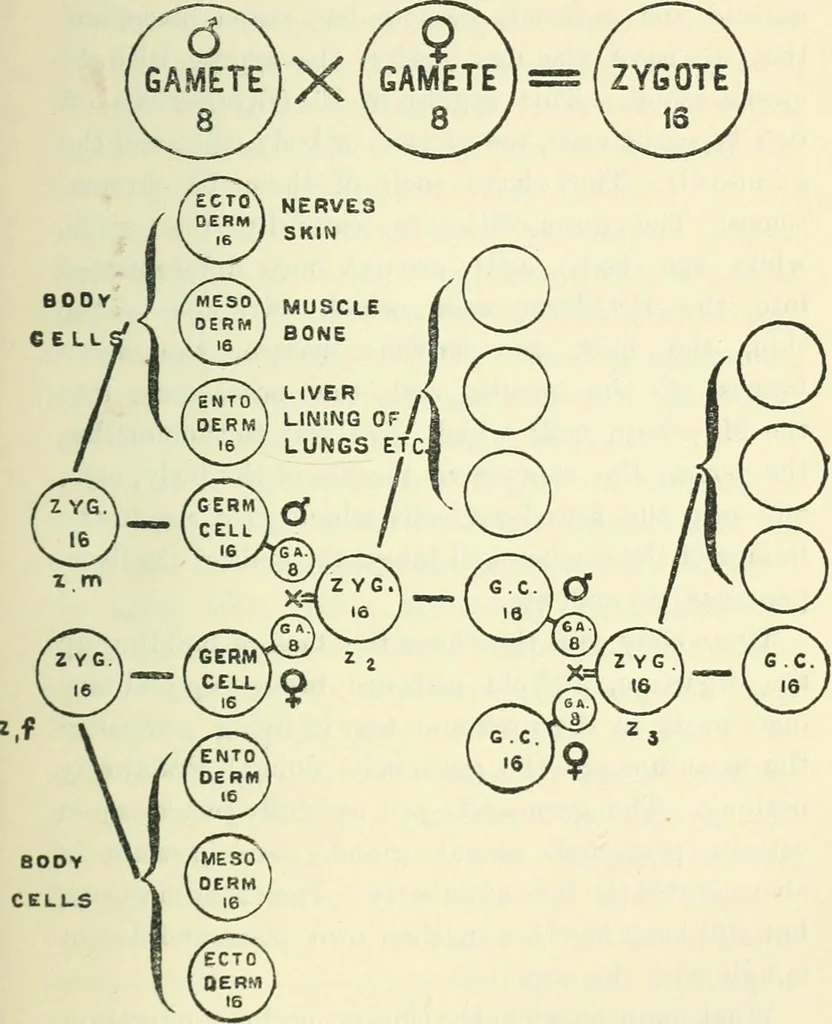 An illustration from Theosophy and modern thought : four lectures delivered at the thirty-ninth annual convention of the Theosophical Society, held at Adyar, Madras, December, 1914, 1915, leaf 28