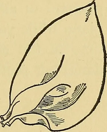 An illustration from Things worth doing and how to do them, 1906, leaf 114