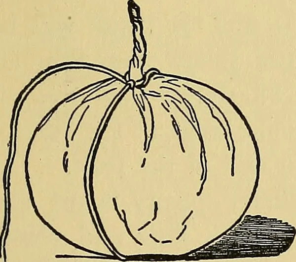An illustration from Things worth doing and how to do them, 1906, leaf 120
