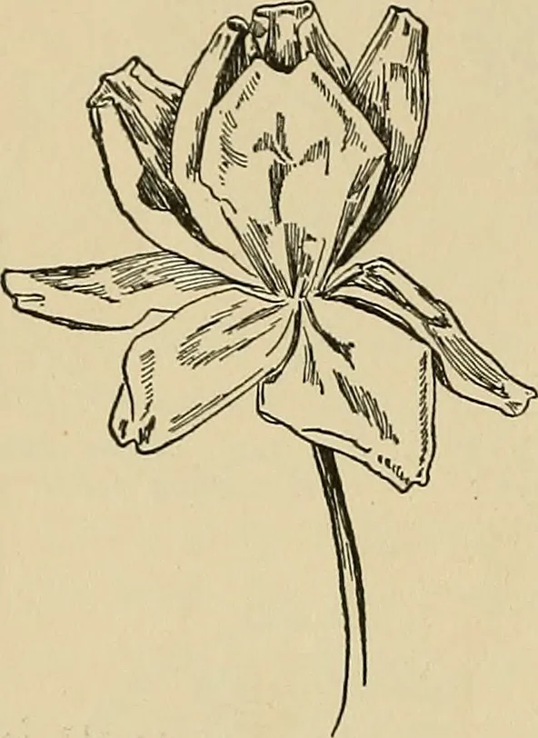 An illustration from Things worth doing and how to do them, 1906, leaf 161