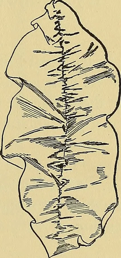 An illustration from Things worth doing and how to do them, 1906, leaf 162