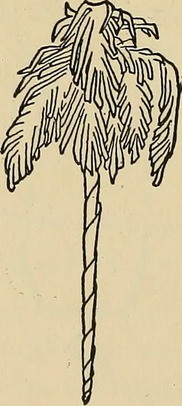 An illustration from Things worth doing and how to do them, 1906, leaf 331