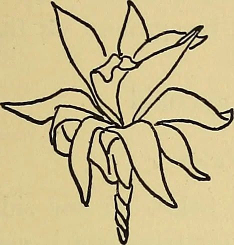 An illustration from Things worth doing and how to do them, 1906, leaf 334