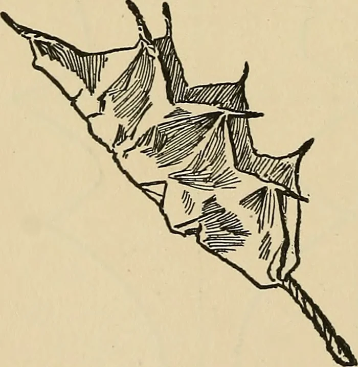 An illustration from Things worth doing and how to do them, 1906, leaf 341