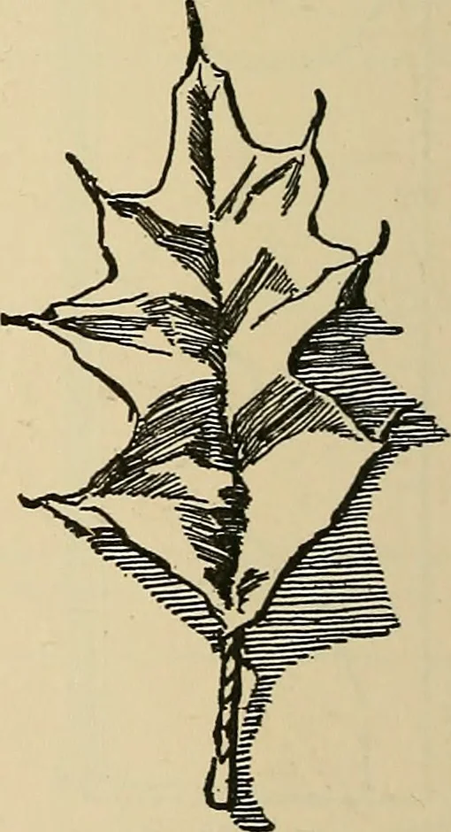 An illustration from Things worth doing and how to do them, 1906, leaf 341