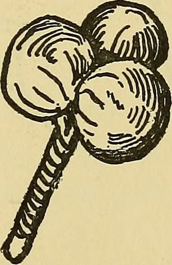 An illustration from Things worth doing and how to do them, 1906, leaf 342
